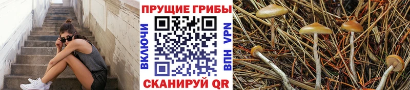Купить закладки  Болотное  Галлюциногенные грибы мицелий 